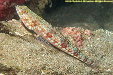 lizardfish